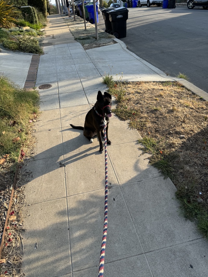 A picture of a black dog named Bowie sitting, taken on July 5 2024 at 7:22 am